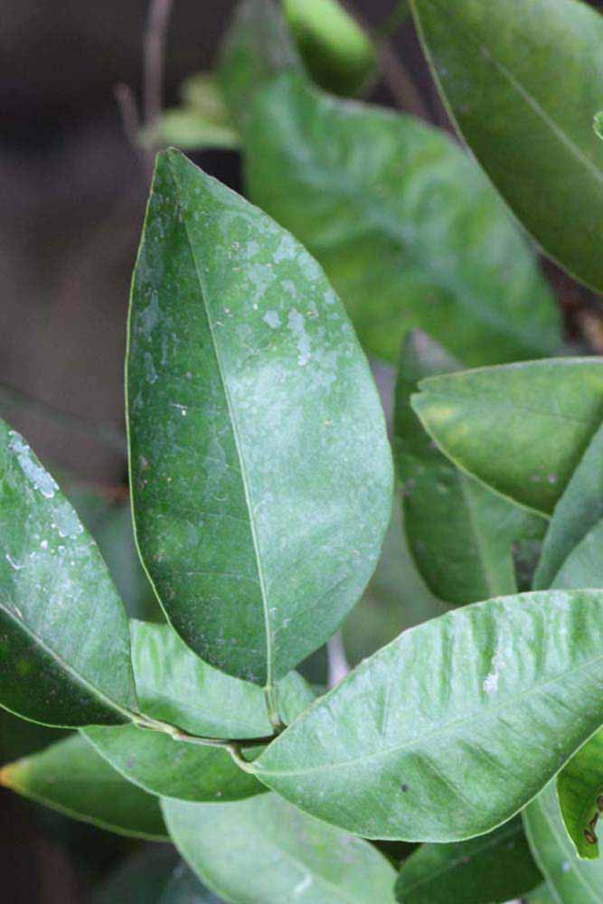              Unifoliolate leaf (Riverside, CA)       